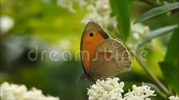蝴蝶在一朵白色的花上视频的预览图