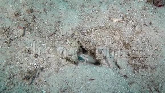 马尔代夫海底清澈海底背景下的戈比鱼视频的预览图
