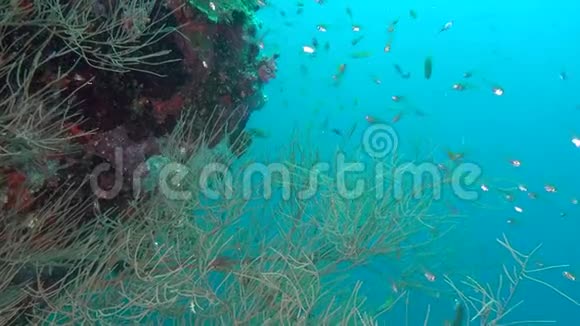 在马尔代夫海底的清澈海底背景下鱼群发光视频的预览图