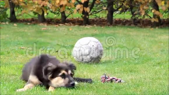 小狗玩具躺在草地上秋天视频的预览图