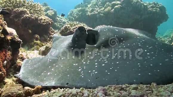 在珊瑚礁上的鞭尾蛇视频的预览图