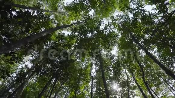 泰国雷公东红树林阳光透视视频的预览图