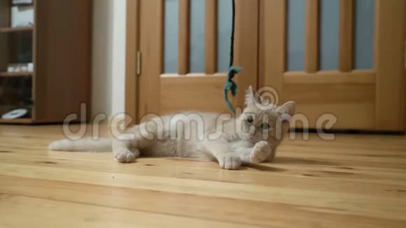可爱的桃子猫在木地板上玩玩具视频的预览图