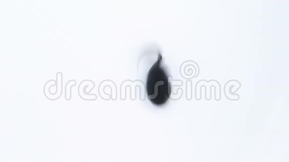 白色背景上的小蝌蚪视频的预览图