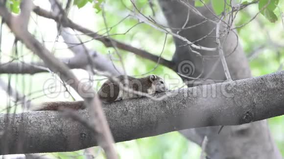 自然界中树上的松鼠视频的预览图