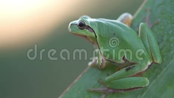 早晨在芦苇叶上的绿树蛙HylaArborica视频的预览图