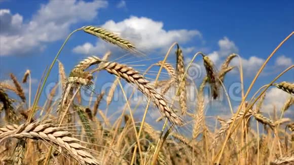小麦和蓝天视频的预览图