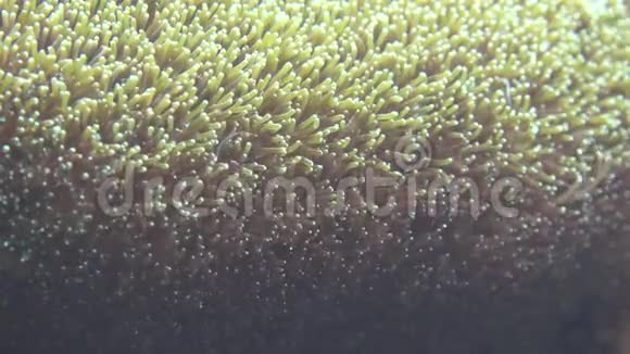 野生动物海葵视频的预览图
