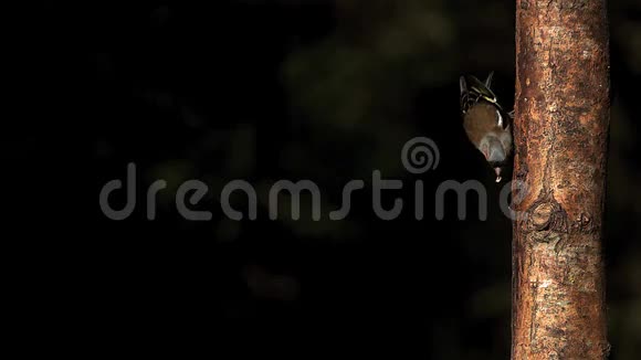 常见的Chaffinchfringillacoelebs男性站在树树干上用嘴里的食物起飞拍打翅膀视频的预览图