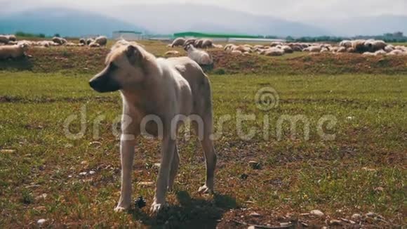 野地里的狗牧羊慢动作视频的预览图