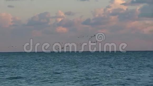 一群海鸥在黑海上2016年视频的预览图