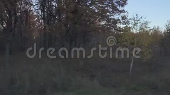 从驾驶汽车或火车的窗口拍摄秋天森林的视频视频的预览图