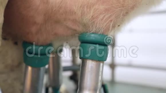 奶牛挤奶设备奶牛挤奶机挤奶过程视频的预览图