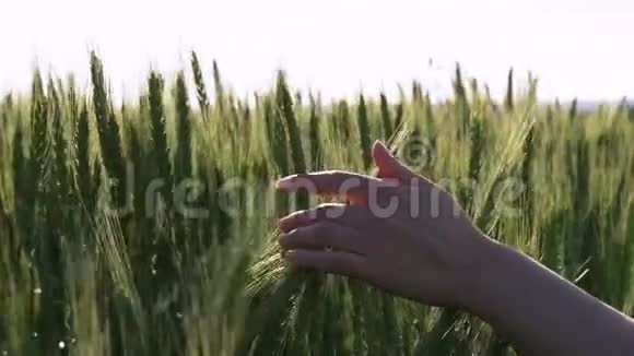 慢手摸着绿色的麦穗视频的预览图