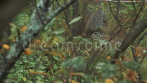 两个人在森林里接触危险标志被电击中视频的预览图