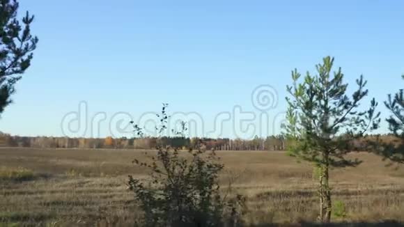从驾驶汽车或火车的窗口拍摄秋天森林的视频视频的预览图