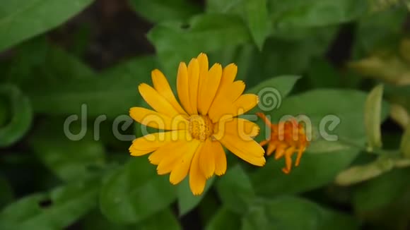 金盏花药用植物金盏菊录像片段视频的预览图