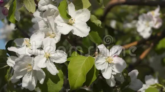 开着白花的苹果树视频的预览图