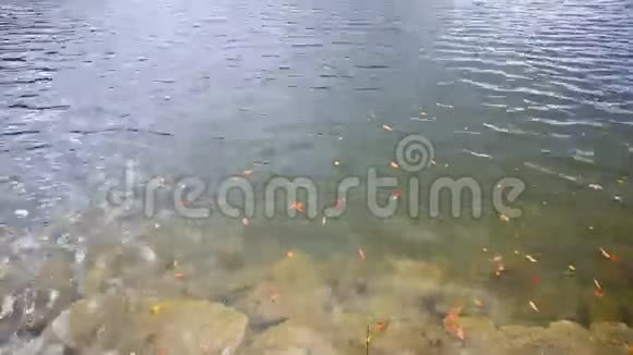 秋天的一波湖泊视频的预览图