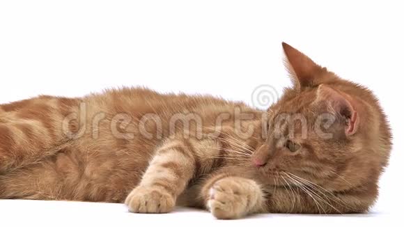 红色禁忌家庭猫成人躺和玩白色背景视频的预览图