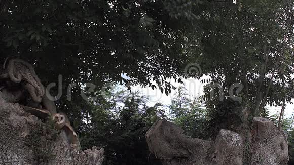 猫头鹰泰托阿尔巴成人飞行从树树干起飞诺曼底视频的预览图