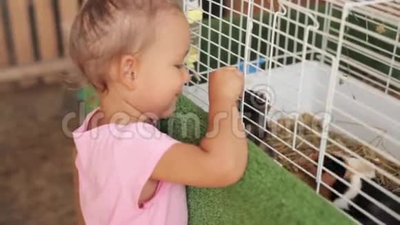 可爱的女孩给豚鼠一个苹果作为饲料视频的预览图