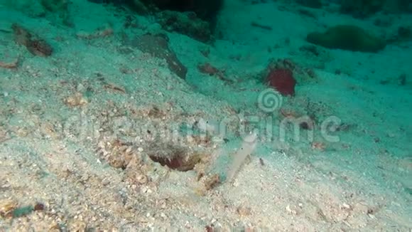 马尔代夫海底清澈海底背景下的戈比鱼视频的预览图