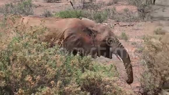 非洲象非洲象青年在肯尼亚的马塞马拉公园穿过草原视频的预览图