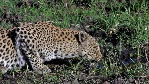 LeopardPantheraPardus成人饮用水莫雷米保护区博茨瓦纳奥卡万戈三角洲视频的预览图