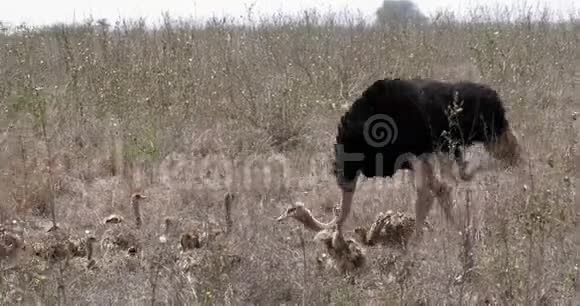 鸵鸟驼鹿马累和小鸡在肯尼亚内罗毕国家公园萨凡纳散步视频的预览图
