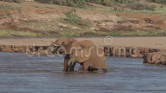 非洲大象非洲龙舌兰成年和小牛渡河喷水肯尼亚的桑布鲁公园视频的预览图