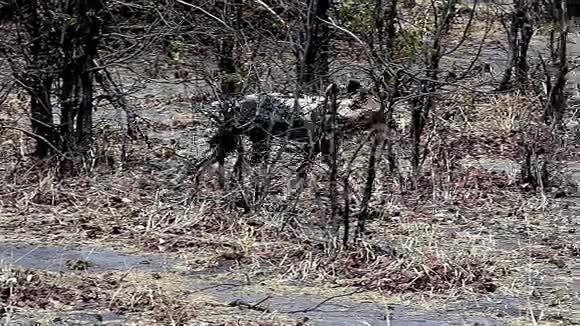 非洲野狗莱卡翁皮特斯莫雷米保护区博茨瓦纳奥卡万戈保护区视频的预览图