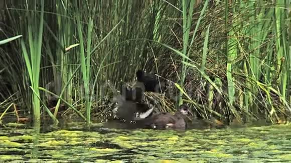 普通摩尔人或欧洲摩尔人绿巢上的鸡不成熟的有浴池诺曼底的池塘视频的预览图