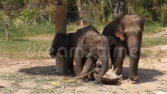 泰国大象农场上的一家亚洲大象视频的预览图