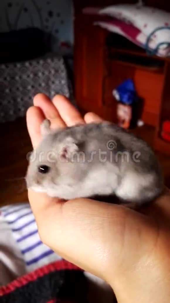 俄罗斯灰色仓鼠白色吃视频的预览图