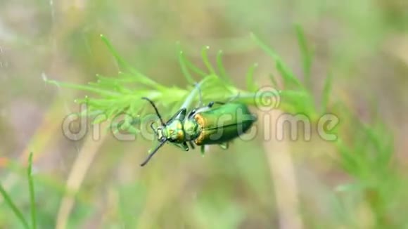 一只绿色的小甲虫坐在春天或夏天的绿色植物上视频的预览图