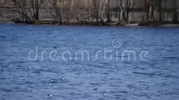 两只海鸥在蓝水上飞翔视频的预览图