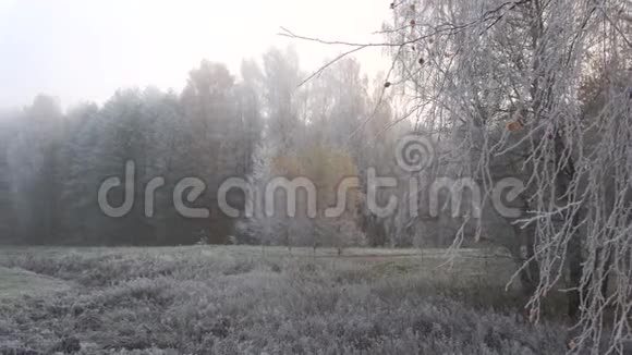 森林里的晨霜十月的雾霭视频的预览图