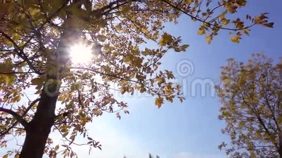 金色叶子的树在阳光和蓝天的映衬下动作缓慢视频的预览图