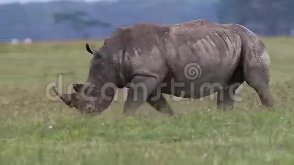 肯尼亚的纳库鲁公园白犀牛穿过草原的女性视频的预览图
