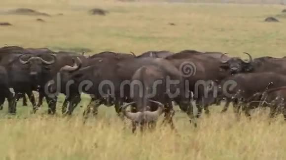非洲水牛切弗赫德穿过肯尼亚的萨凡纳纳库鲁公园视频的预览图