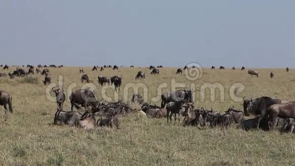 蓝王尔德贝斯特牛尾猴在肯尼亚马塞马拉公园迁徙期间通过草原的赫德视频的预览图