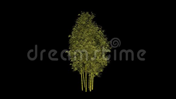 高清12秒写实竹树动画包括阿尔法频道视频的预览图
