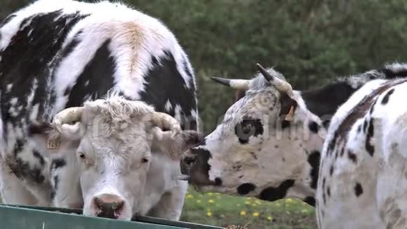诺曼底牛吃草的牛诺曼底视频的预览图
