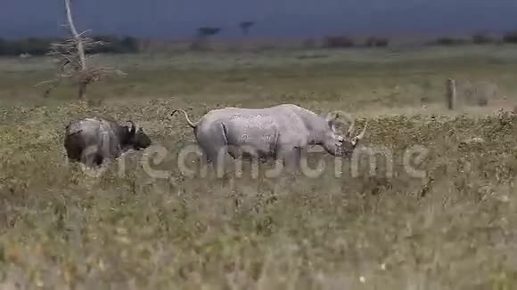 黑犀牛双角羚成年干扰水牛肯尼亚纳库鲁公园视频的预览图