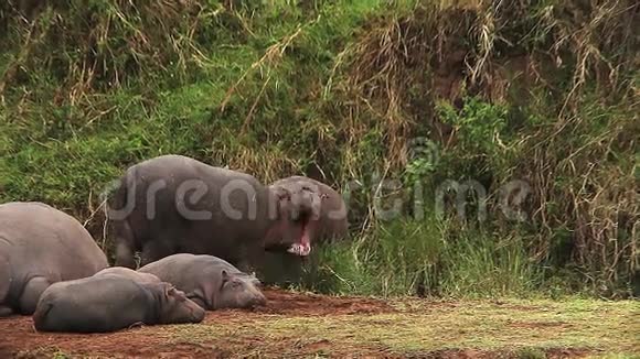 河马河马两栖动物睡觉的年轻人和张嘴的成年人肯尼亚马赛马拉公园视频的预览图