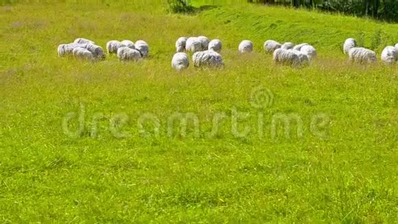 在田里放牧的绵羊绵羊和山羊视频的预览图