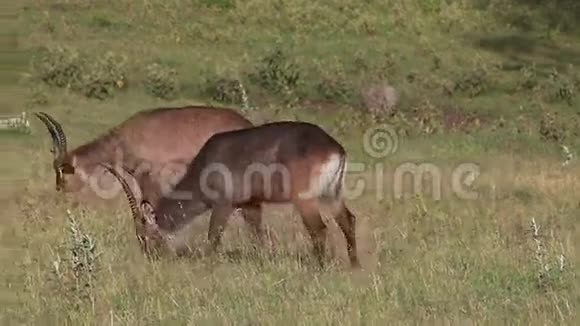 DefassaWaterbuckkobus省略号defassa雄性吃草肯尼亚纳库鲁公园视频的预览图