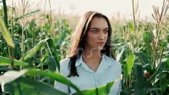 年轻的农民女孩在玉米地上在阳光下穿过高大的玉米秸秆农产品的种植视频的预览图