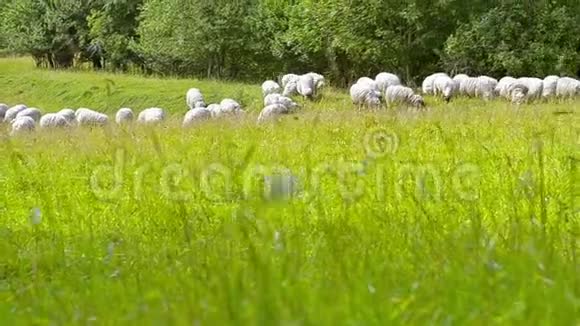 在田里放牧的绵羊绵羊和山羊视频的预览图